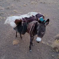 الاغ‌گوسفندی‌