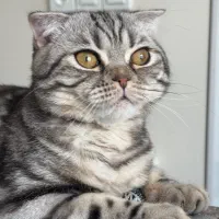 خوشگل پسر اسکاتیش