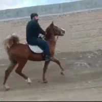 اسب و کره مادیون و مادیون