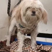 سگ نژاد شیتزو