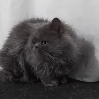 گربه پرشین|گربه|میاندوآب, |دیوار