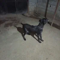 سگ شکاری ماده