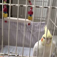 عروس هلندی سرحال