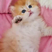 پانسیون حیوانات خانگی