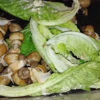 حلزون آلبینو طلایی وجید