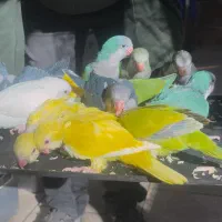 راهب تعداد سرلاکی و دون خور قیمت مناسب