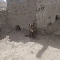 سگ خراسانی اصیل