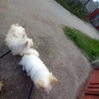 سگ پاکوتاه پامرانین|سگ|آستانه اشرفیه, |دیوار