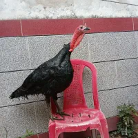 بوقلمو سالم بشرط|حیوانات مزرعه|آزادشهر, |دیوار