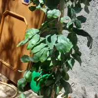 درخت کاکتوس|گل و گیاه طبیعی|مشهد, طرق|دیوار