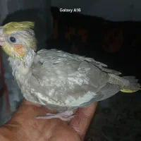 2عدد جوجه عروس تازه دونخور دارن میشن|پرنده|احمدآبادمستوفی, |دیوار