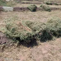 علف حیوانات فروشی|لوازم جانبی حیوانات|تسوج, |دیوار