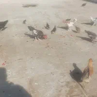 مرغ و خروس گلین لری اصل