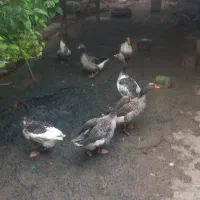 7تا غاز ویک عدد اردک|حیوانات مزرعه|سوسنگرد, |دیوار