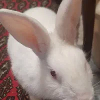 خرگوش نر برای فروش|موش و خرگوش|گرگان, |دیوار