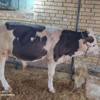گاو وگوساله قصابی