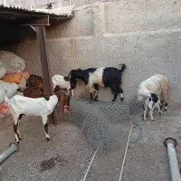 بز دوقلوزا|حیوانات مزرعه|برازجان, |دیوار