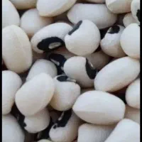 فروش فوریی لوبیا