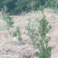 1000باغ-فروشی