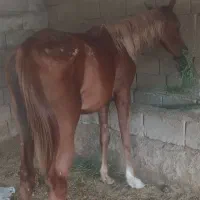 اسب