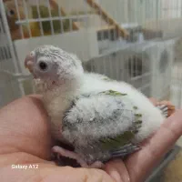 جوجه گرینچیک و جوجه برزیلی|پرنده|بهبهان, |دیوار