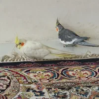 عروس هلندی