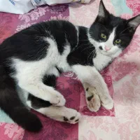 واگزاری بچه گربه