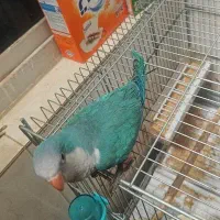 راهب|پرنده|شیراز, زیباشهر|دیوار