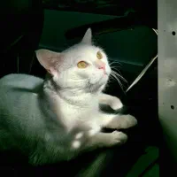 واگذاری رایگان گربه