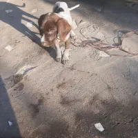 توله پوینتر آلمانی۲ ماهه