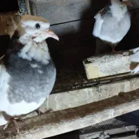 کبوتر|پرنده|خرمشهر, |دیوار