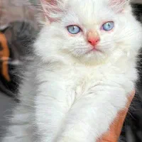 پرشین صورت عروسکی