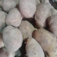 سیب زمینی کله یا درشت