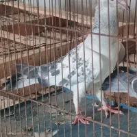 جفت کلاغ