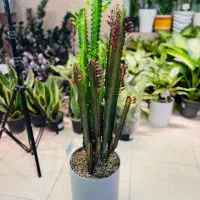 فروش گلهای آپارتمانی و مشاوره گیاه پزشکی|گل و گیاه طبیعی|پردیس, فاز ۴|دیوار