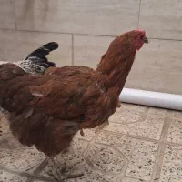 سه عددمرغ رسمی محلی تخم گذار