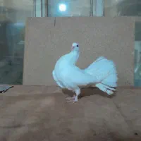 کفتر ارکح|حیوانات|تبریز, |دیوار