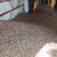 پخش تخمه اصل سنقری ۴تعم به سرار کشور