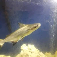 ماهی پنگوسی شکاری