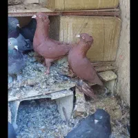 فروش ۶ عدد راعبی سرخ ۳تا سفید و ۳تا سرخ سالم|پرنده|فارسان, |دیوار