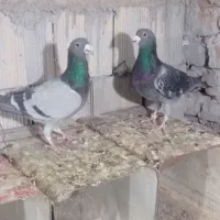 دوتاش 800 تومان