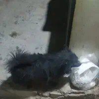 سگ پامر اشپیز