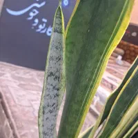 کار در رستوران