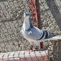 کبوتر