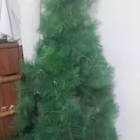 گل کاج