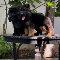 مجموعه فروش تخصصی ژرمن بلک‌(مشکی)دورنگ بازدیدحضوری