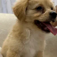 فروش توله ۳ماهه|سگ|نجفآباد, امام خمینی|دیوار