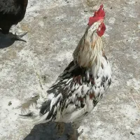 خروس جوان گلین