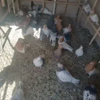 کبوتر رنگی|پرنده|مشهد, ویلاشهر|دیوار