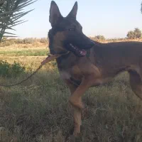 سگ مالینیوز|سگ|جیرفت, |دیوار